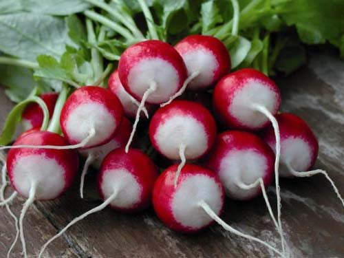 Sparkler White Tip Red radish image####
