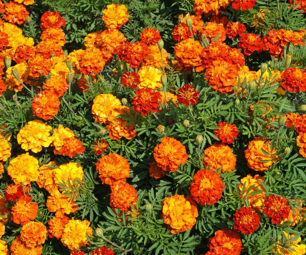 Sparky Mix marigold patula image####