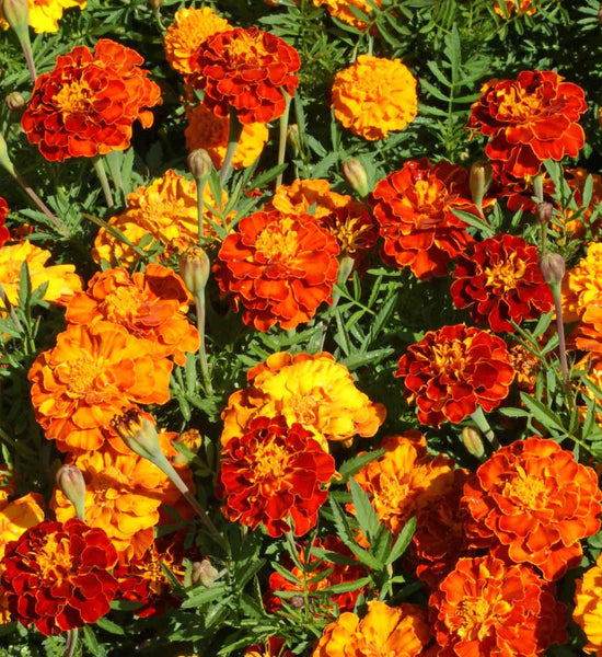 tall marigold seeds Sparky Mix marigold patula