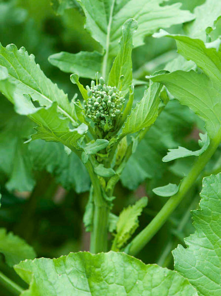 Spring broccoli raab image####