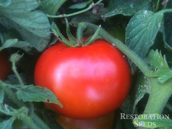 St. Pierre tomato image####