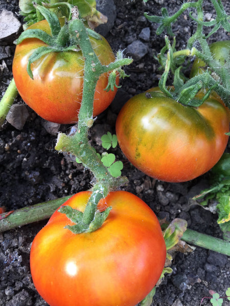 can you cross breed tomatoes and tobacco Dwarf Wild Fred Tomato What companion plants do you