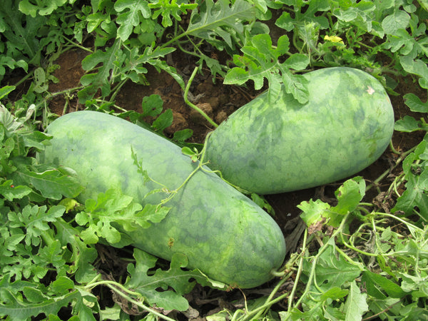 Strawberry watermelon image##Photo: Southern Exposure Seed Exchange##http://www.southernexposure.com/