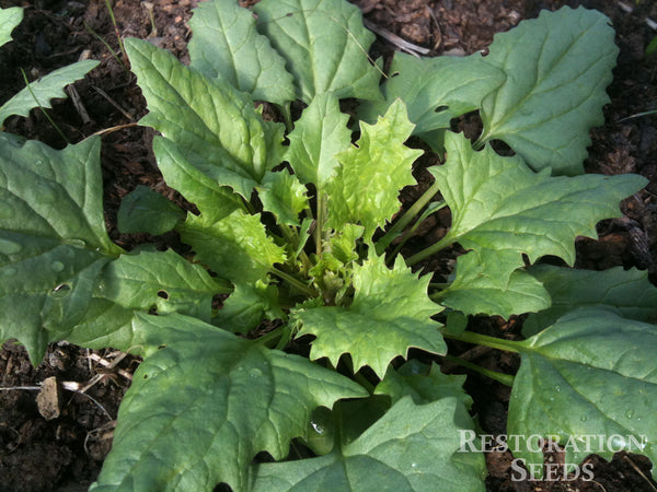 Faster strawberry spinach image####