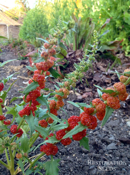 Faster strawberry spinach image####