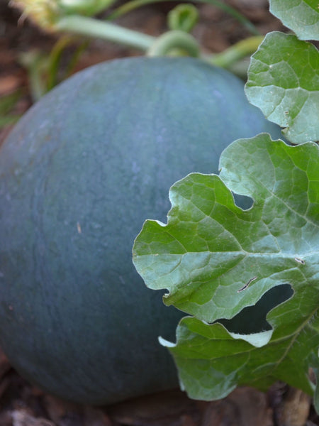 Sugar Baby watermelon image##Ms. Buena Vida##http://msbuenavida.com/ms-buena-vida-1/2012/05/07/watermelon-from-seed-to-harvest?rq=sugar%20baby