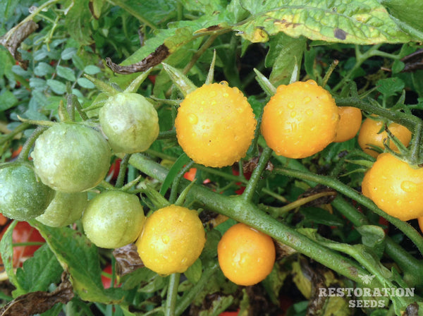 Sweet Cherry Yellow tomato image####