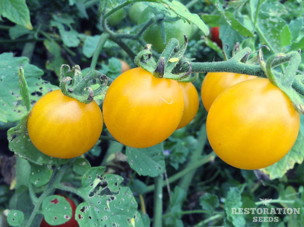 Sweet Cherry Yellow tomato image####