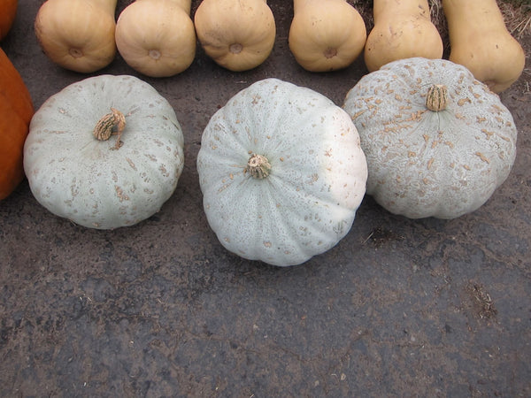 Sweet Meat winter squash maxima image##Photo: Beilke Family Farm.##https://www.flickr.com/photos/128745158@N06/