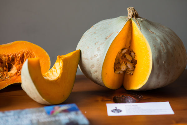 Sweet Meat winter squash maxima image##Photo: Shawn Linehan Photography.##https://www.flickr.com/photos/128745158@N06/