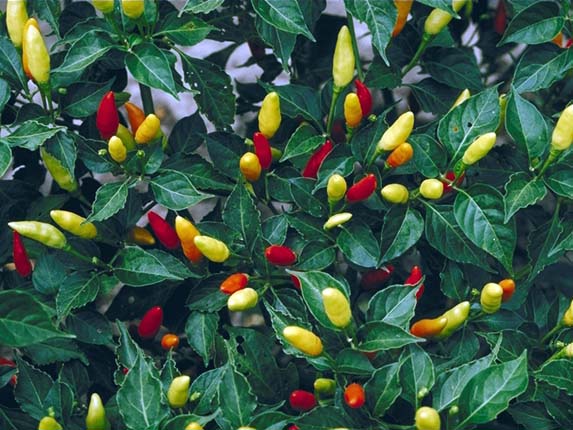 Tabasco pepper, chili frutescens image####