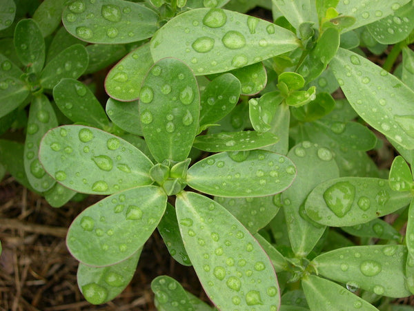 Tall Green purslane image####