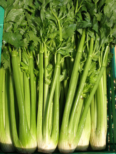 Tall Utah (BD) celery image####