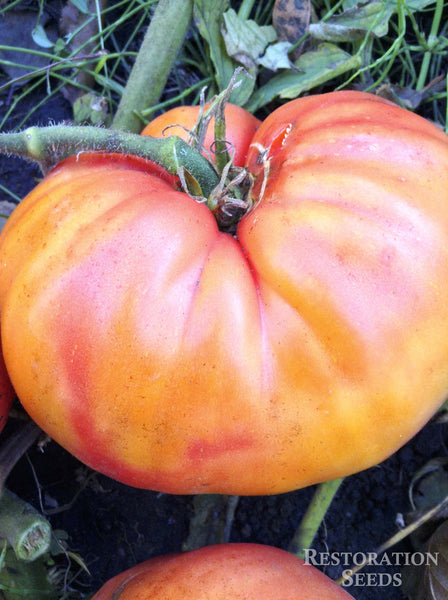 Tappy’s Finest tomato image####
