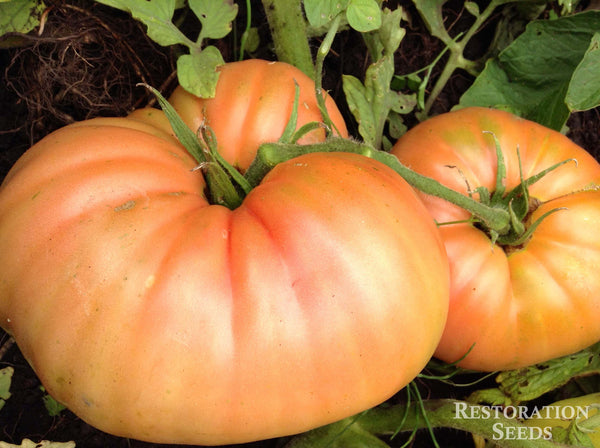 Tappy’s Finest tomato image####