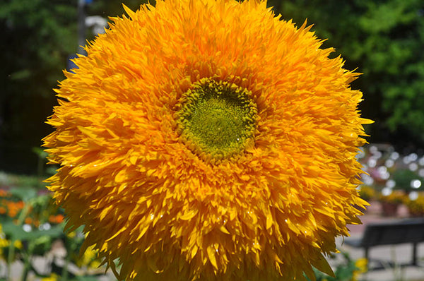 Teddy Bear sunflower image####