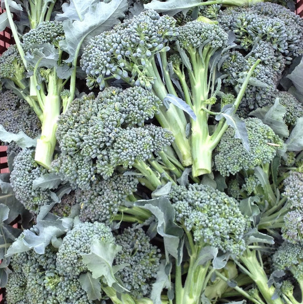Tender Early Green broccoli image####