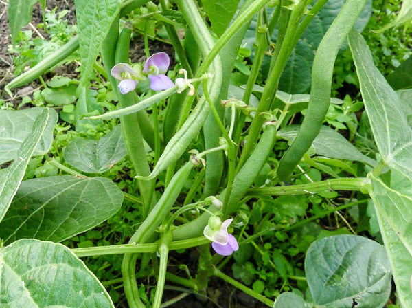 Tendergreen Improved bean image##Sue Garnett##http://glallotments.blogspot.com/2014/08/full-of-beans.html