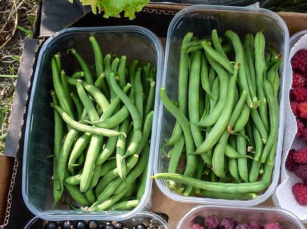 Tendergreen Improved bean image##Sue Garnett##http://glallotments.blogspot.com/2014/08/full-of-beans.html