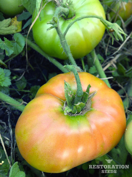25 lb case of Organic Beefsteak Tomatoes per case