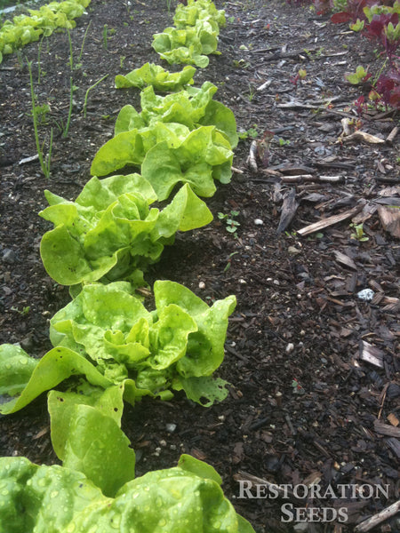 Tennis Ball lettuce image####