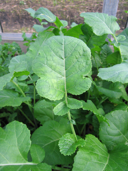 texsel greens image####
