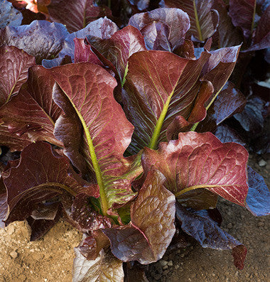 Thurinus lettuce image####