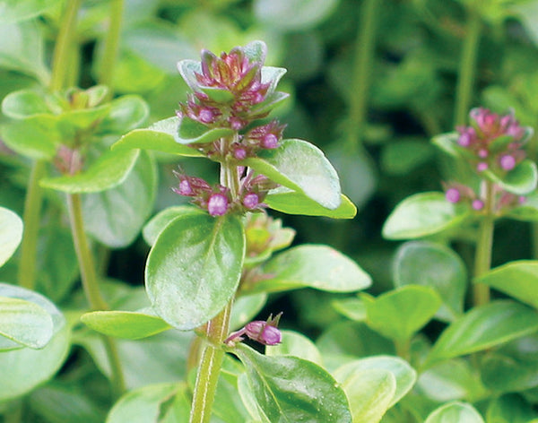 pineapple thyme plant Large thyme