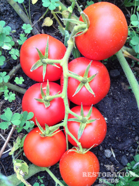 Tica KS tomato image####