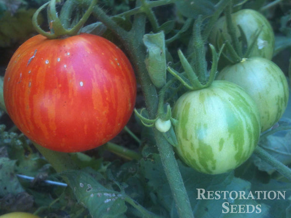 Tigerella tomato image####