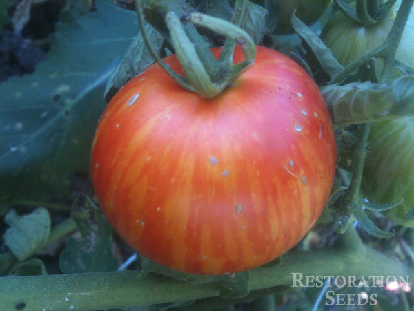 Tigerella tomato image####