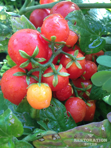Tiny Tim tomato image####