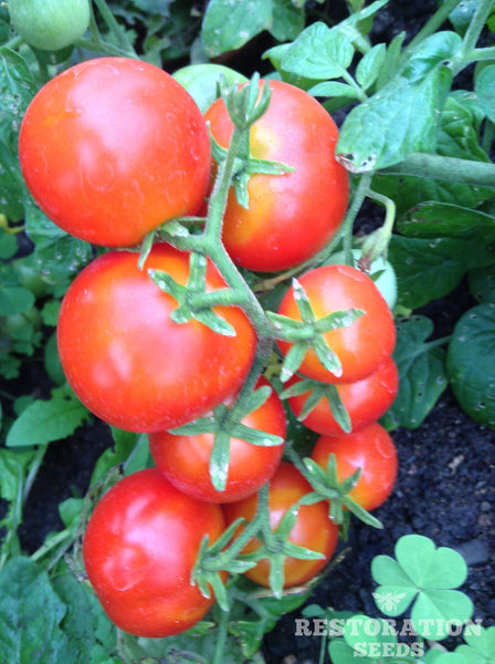 Tiny Tim tomato image####