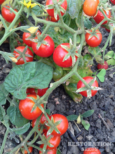 Tiny Tim tomato image####
