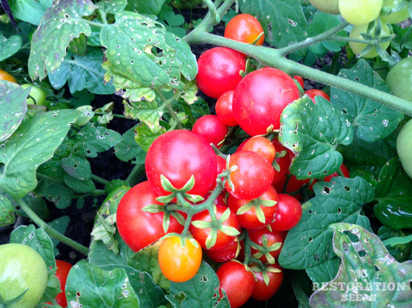 Tiny Tim tomato image####