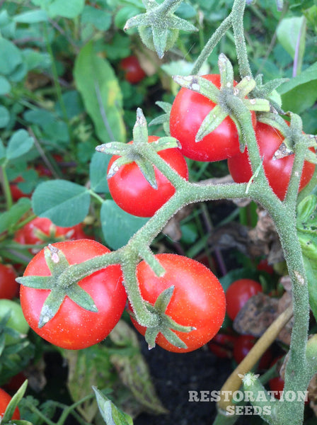 Tiny Tim tomato image####