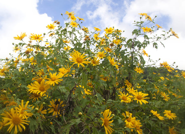 Yellow Tithonia