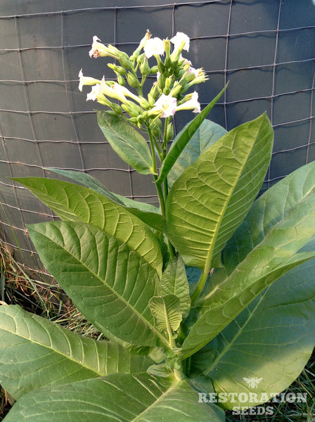 mosaic disease of tobacco Tobacco Mosaic Virus mosaic disease of tobacco Tobacco Mosaic Virus