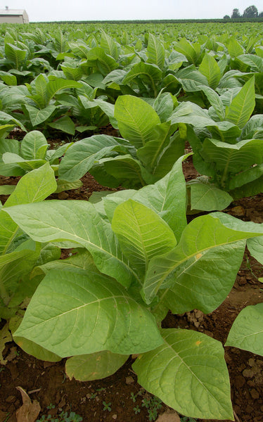 homegrown tobacco vs commercial tobacco What is the difference between traditional tobacco and commercial tobacco? Composition: Commercial tobacco products, like cigarettes, contain harmful chemicals and additives, while traditional tobacco is more natural and used respectfully. Usage homegrown tobacco vs commercial tobacco What is the difference between traditional tobacco and commercial tobacco? Composition: Commercial tobacco products, like cigarettes, contain harmful chemicals and additives, while traditional tobacco is more natural and used respectfully. Usage