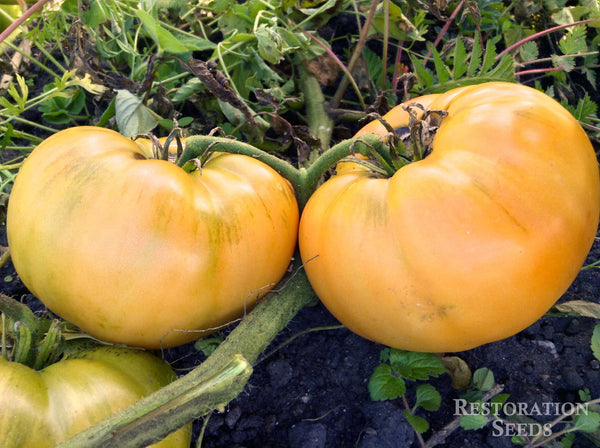 Tobolsk tomato image####