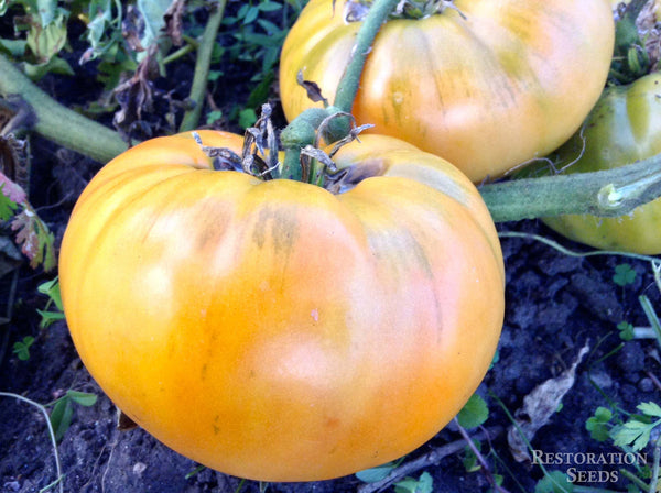 Tobolsk tomato image####