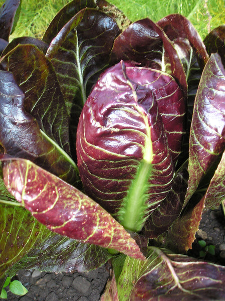 Treviso radicchio image####