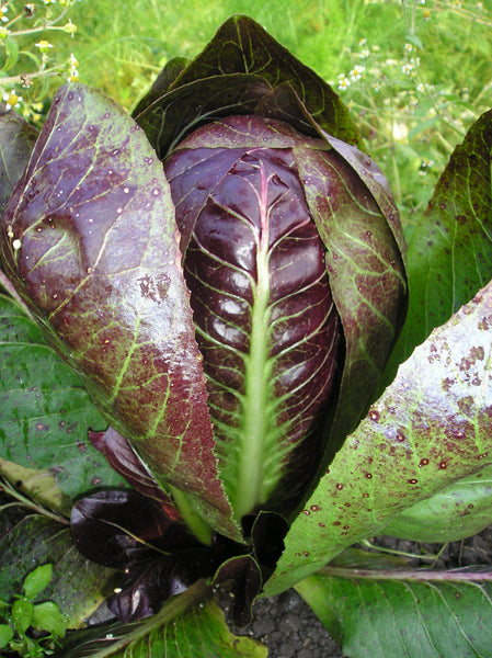 Treviso radicchio image####