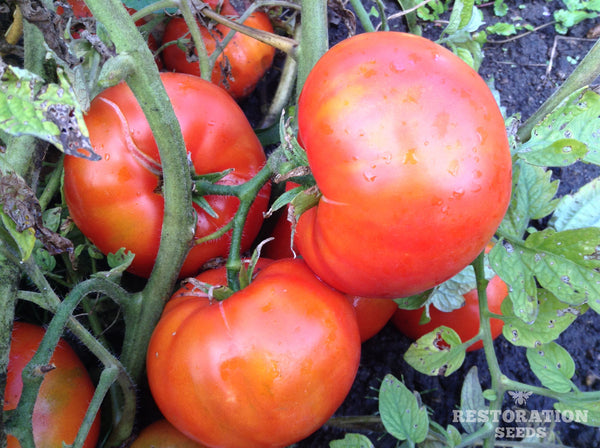 Trophy tomato image####