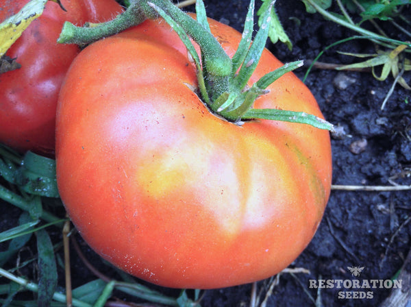 Trophy tomato image####