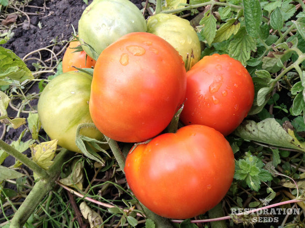 Trophy tomato image####