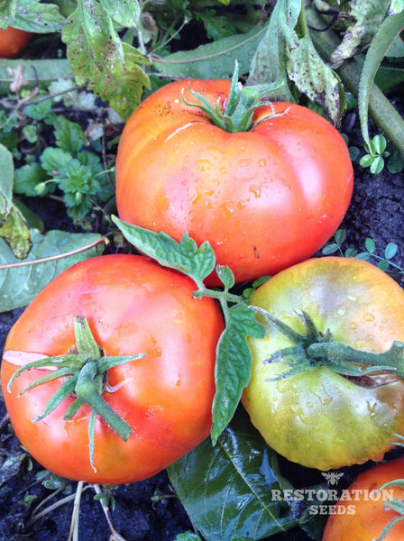 Trophy tomato image####