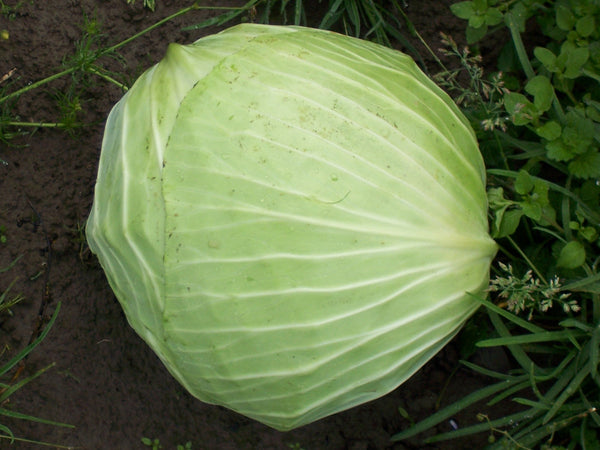 Turkis cabbage image####