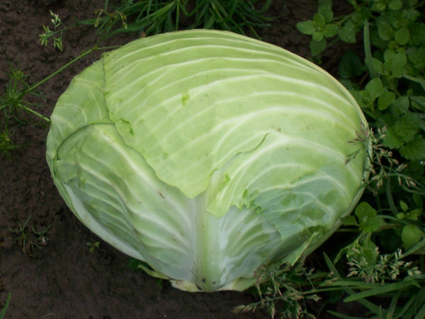 Turkis cabbage image####