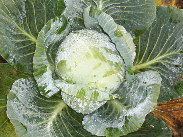 Turkis cabbage image####